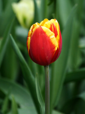 Skagit Tulip 007.jpg