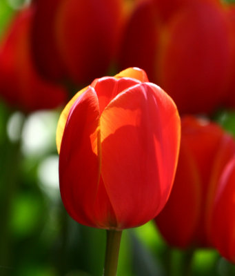 Skagit Tulip 044.jpg