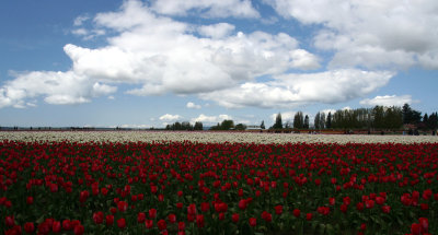 Skagit Tulip 084.jpg
