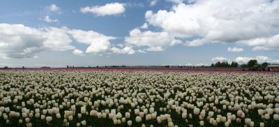 Skagit Tulip 090.jpg