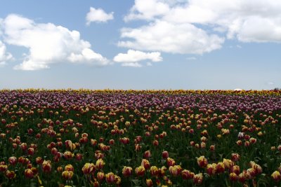 Skagit Tulip 105.jpg