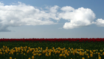 Skagit Tulip 115.jpg