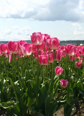Skagit Tulip 136.jpg