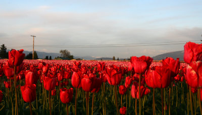 tulip_in_sunset