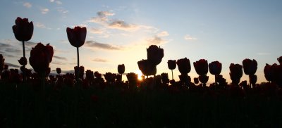 Tulip in Sunset 014.jpg