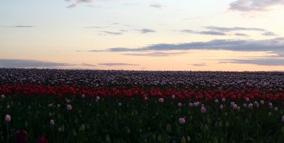 Tulip in Sunset 027.jpg