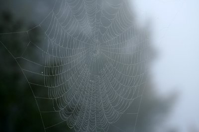spider net 01.jpg