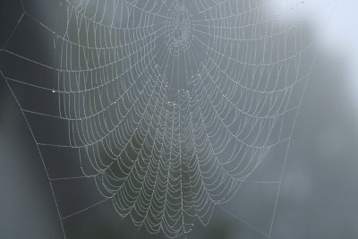 spider net 02.jpg