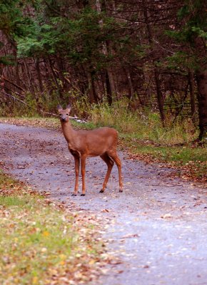 Oh Deer.jpg