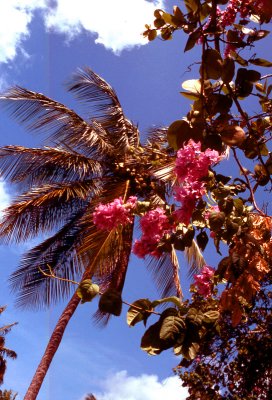 Palm Flowers_Antiqua.jpg