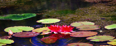 Water Lilies on Canvas.jpg