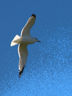 Seagull Splash.jpg