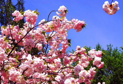Washington_Apple Bloosom Time.jpg