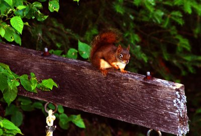 Squirrrel_Hanwell.jpg