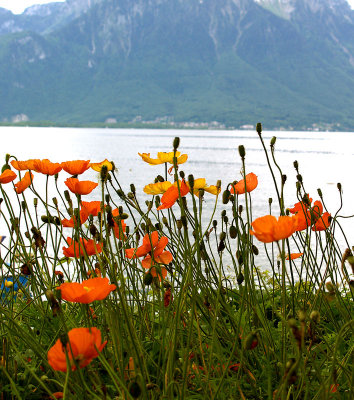 Swiss Poppies.jpg