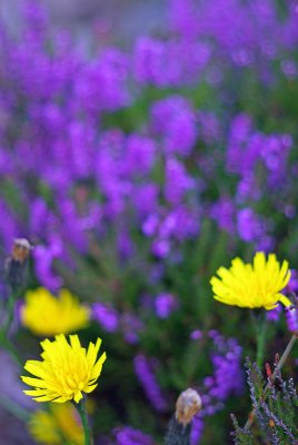 Yellow flowers and heather