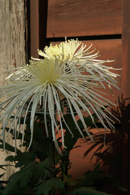 Chrysanthamums