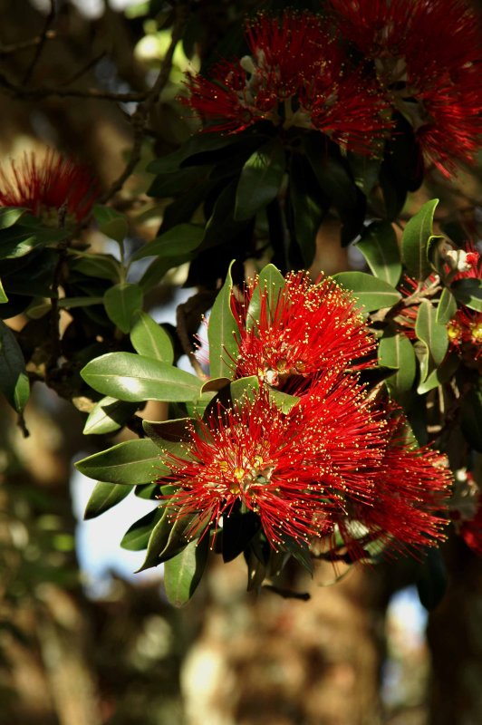 Auckland Pohutukawa Blossoms