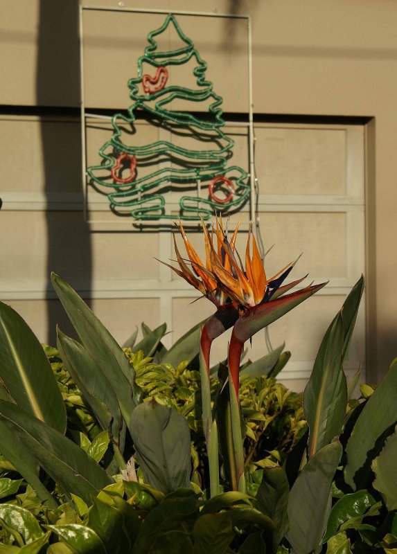 Auckland Birds of Paradise, Christmas Decoration