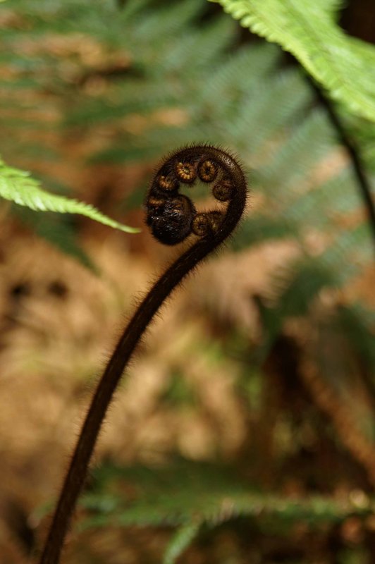 Fiddlehead