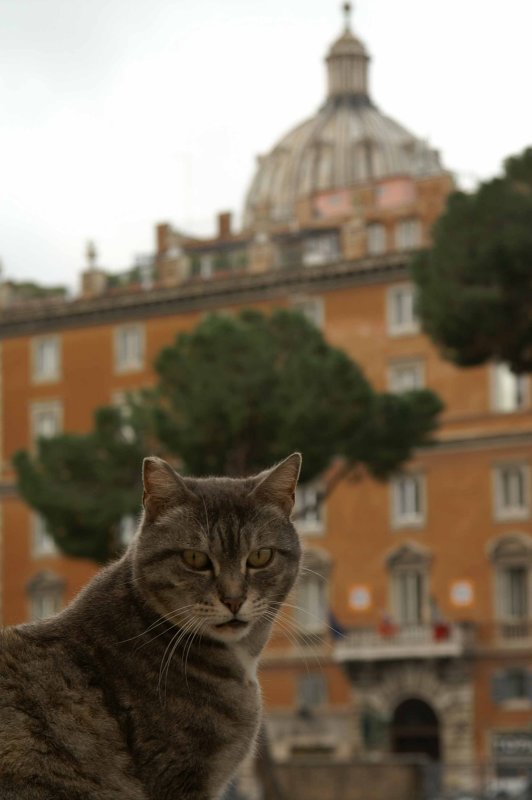 Roman Cat
