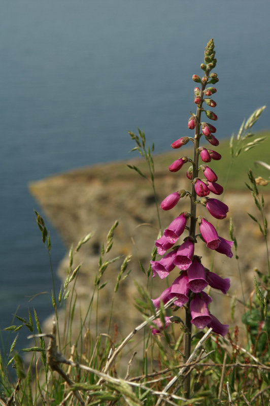 Fox Glove