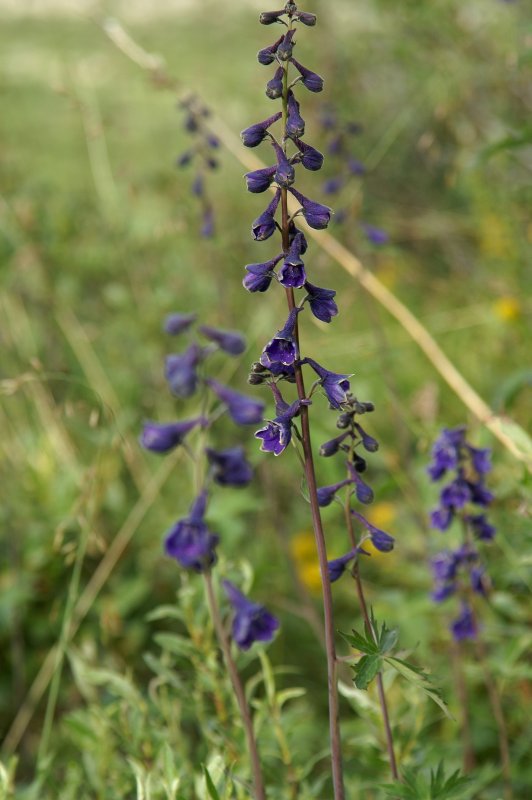 Wildflowers