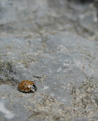 Alpine Lady Bug