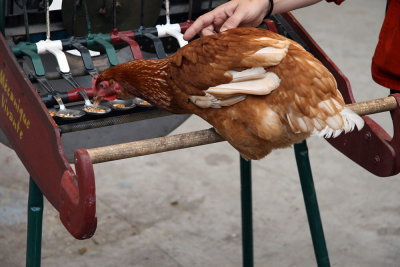 Piano  poules