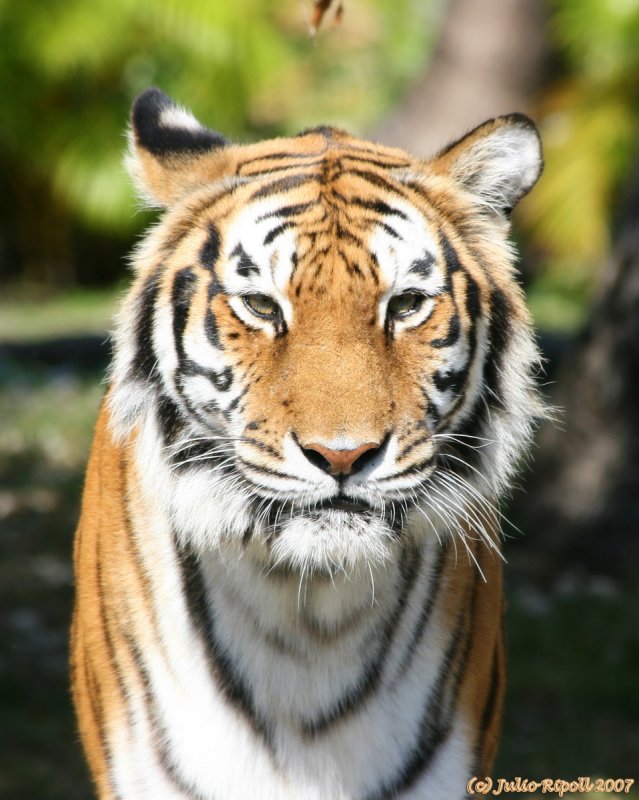 Orange Bengal Tiger