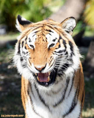 Orange Bengal Tiger smiling