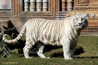 White Bengal Tiger