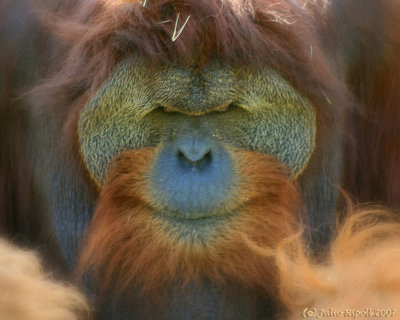 Orangutan in deep thought
