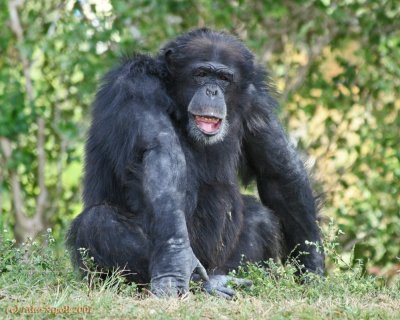 Old Chimpanzee looking back