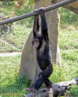 Young Chimpanzee just hanging around