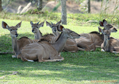 African Kudo Antelope resting in shade