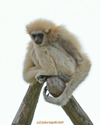 White Gibbon on the top