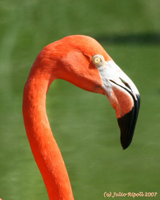 Flamingo eye-to-eye