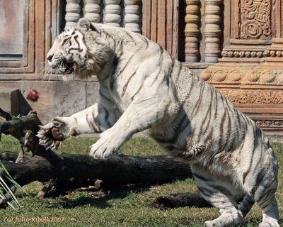 White Bengal Tiger feeding