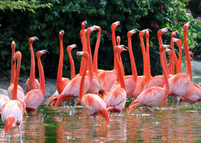 Flamingo march