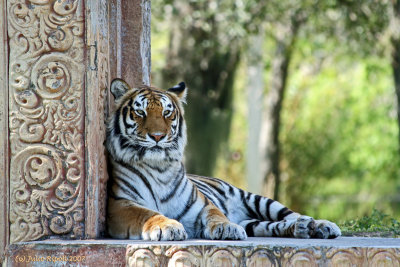 Orange Bengal Tiger resting