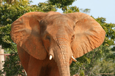 African Elephant