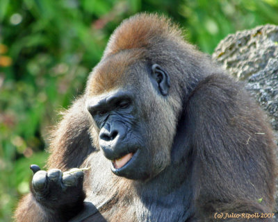 Gorilla