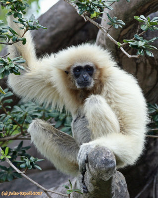 White Gibbon looking at humans