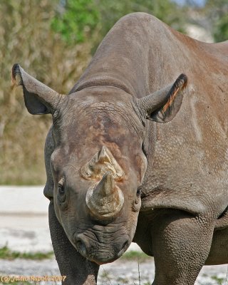 Rhinoceros head-on