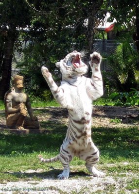 White Bengal Tiger mid-air catch