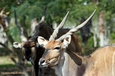 Goitered Gazelle