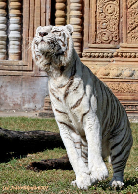 White Bengal Tiger looking up