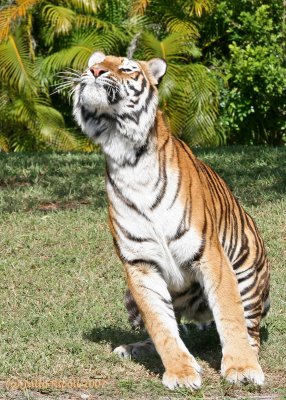Orange Bengal Tiger looking up
