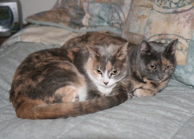 Squeaky  & Boogie Bed Buddies